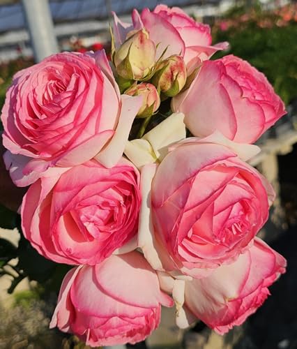 Ma Cherie Roses - Eden Rose Climbing Rose Live Plant, Potted 2 Quart F520753