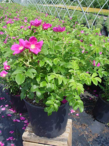 Rosa 'New Dawn' Climbing Rose, Double Blush Pink Flowers, #3 Container H89427