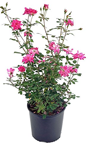 Rosa 'New Dawn' Climbing Rose, Double Blush Pink Flowers, #3 Container H89427
