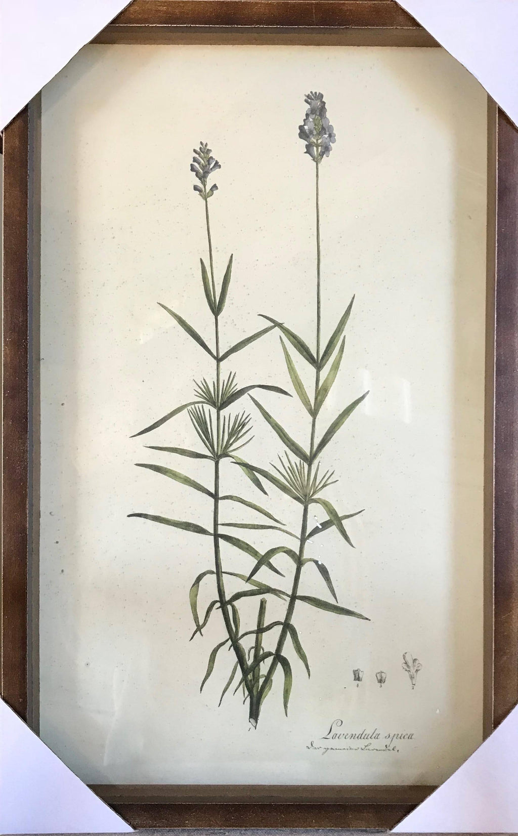 Collected Botanical Prints, Set of 6 N3955