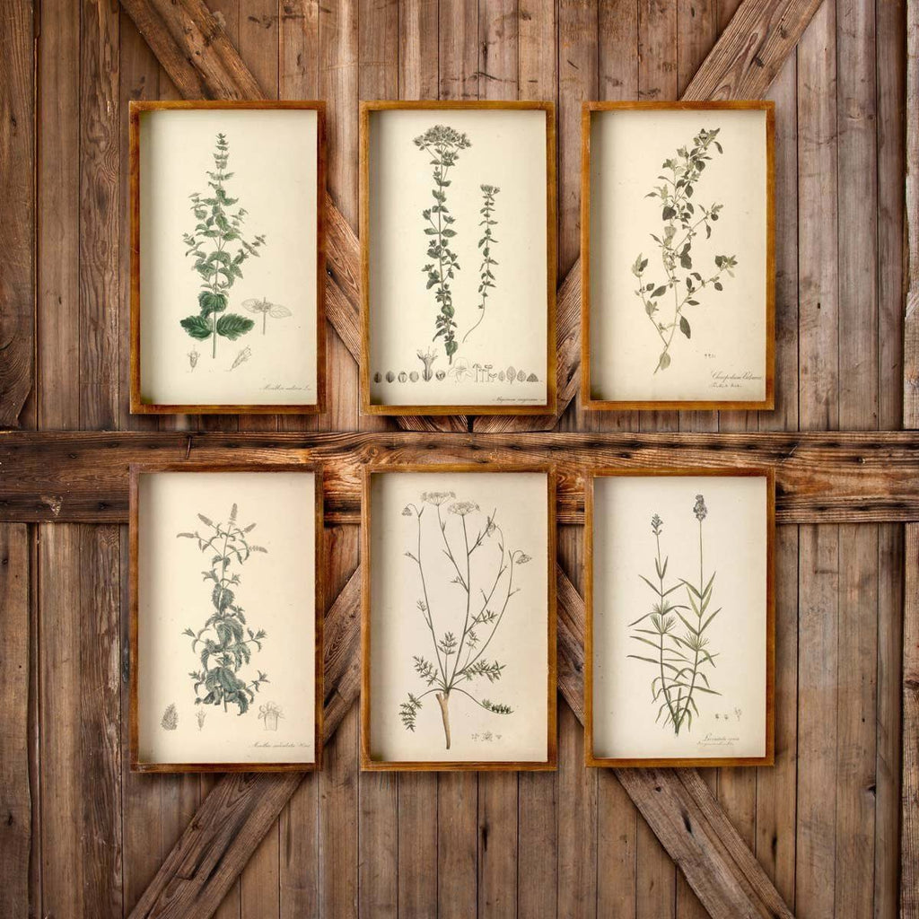 Collected Botanical Prints, Set of 6 N3955