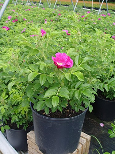 Rosa 'New Dawn' Climbing Rose, Double Blush Pink Flowers, #3 Container H89427