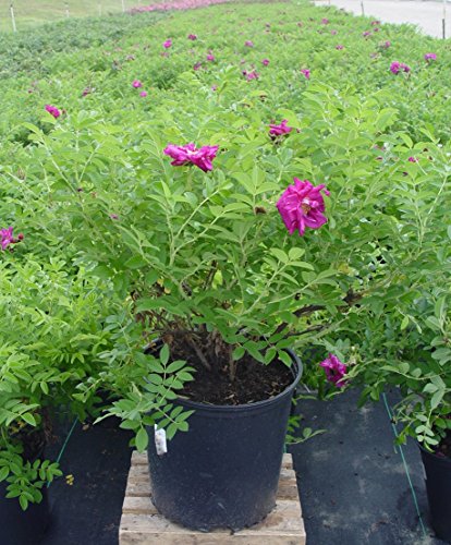 Rosa 'New Dawn' Climbing Rose, Double Blush Pink Flowers, #3 Container H89427