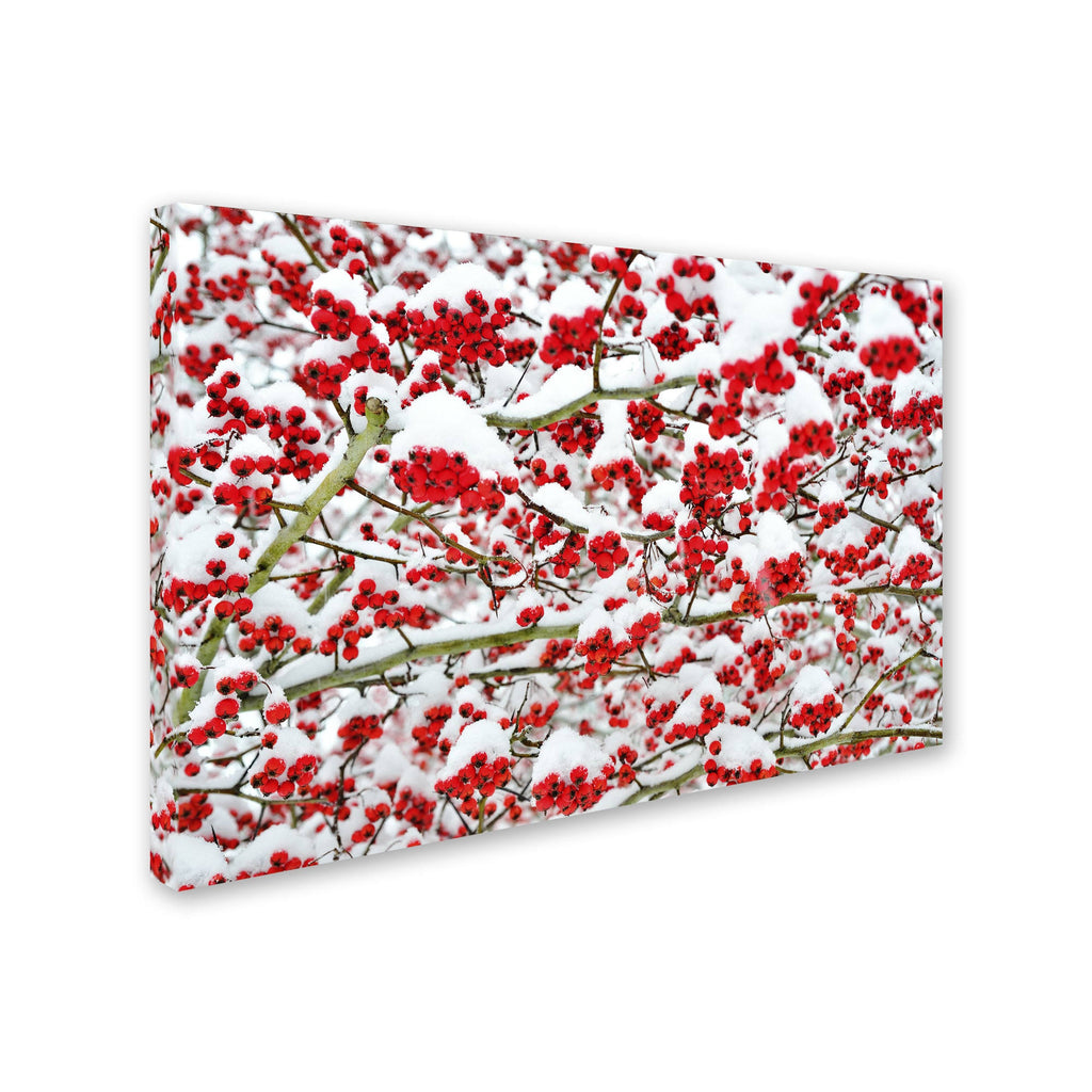 Trademark Global Kurt Shaffer Winter Berries in The Snow Canvas Art O157690