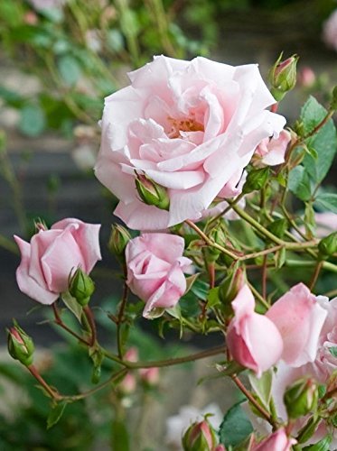 Rosa 'New Dawn' Climbing Rose, Double Blush Pink Flowers, #3 Container H89427