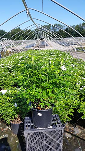 Rosa 'New Dawn' Climbing Rose, Double Blush Pink Flowers, #3 Container H89427