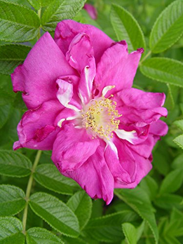Rosa 'New Dawn' Climbing Rose, Double Blush Pink Flowers, #3 Container H89427