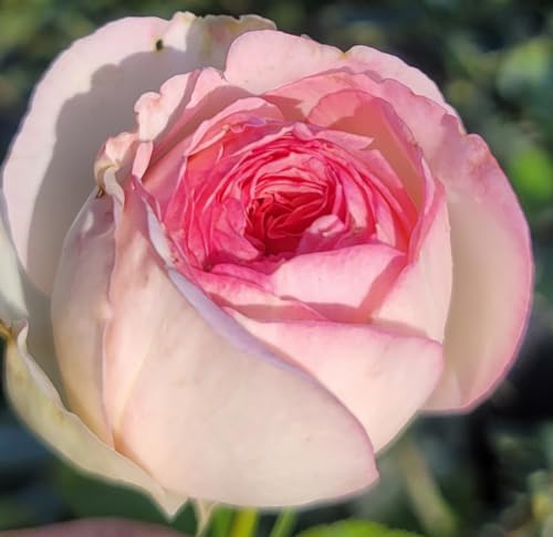Ma Cherie Roses - Eden Rose Climbing Rose Live Plant, Potted 2 Quart F520753