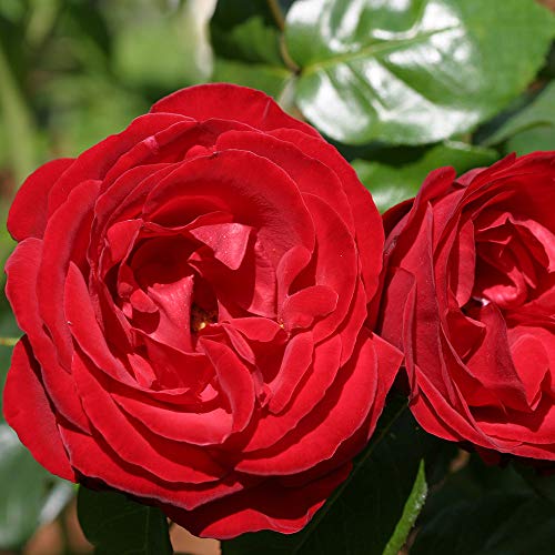 Dublin Bay® Red Rose Bush Climbing Live Plant B998270