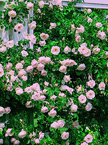 Rosa 'New Dawn' Climbing Rose, Double Blush Pink Flowers, #3 Container H89427