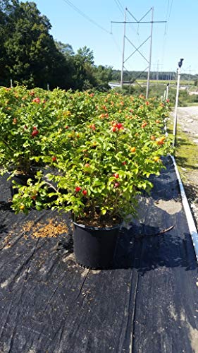 Rosa 'New Dawn' Climbing Rose, Double Blush Pink Flowers, #3 Container H89427