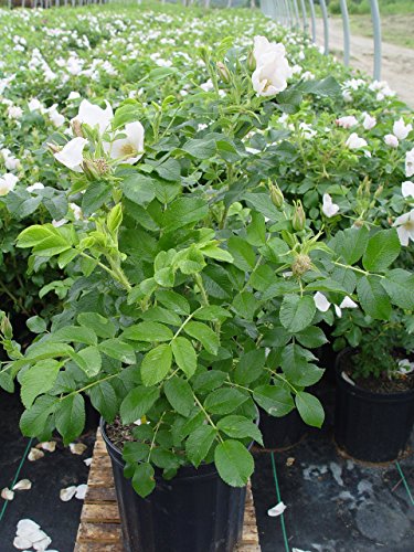 Rosa 'New Dawn' Climbing Rose, Double Blush Pink Flowers, #3 Container H89427