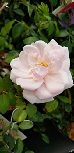 Rosa 'New Dawn' Climbing Rose, Double Blush Pink Flowers, #3 Container H89427