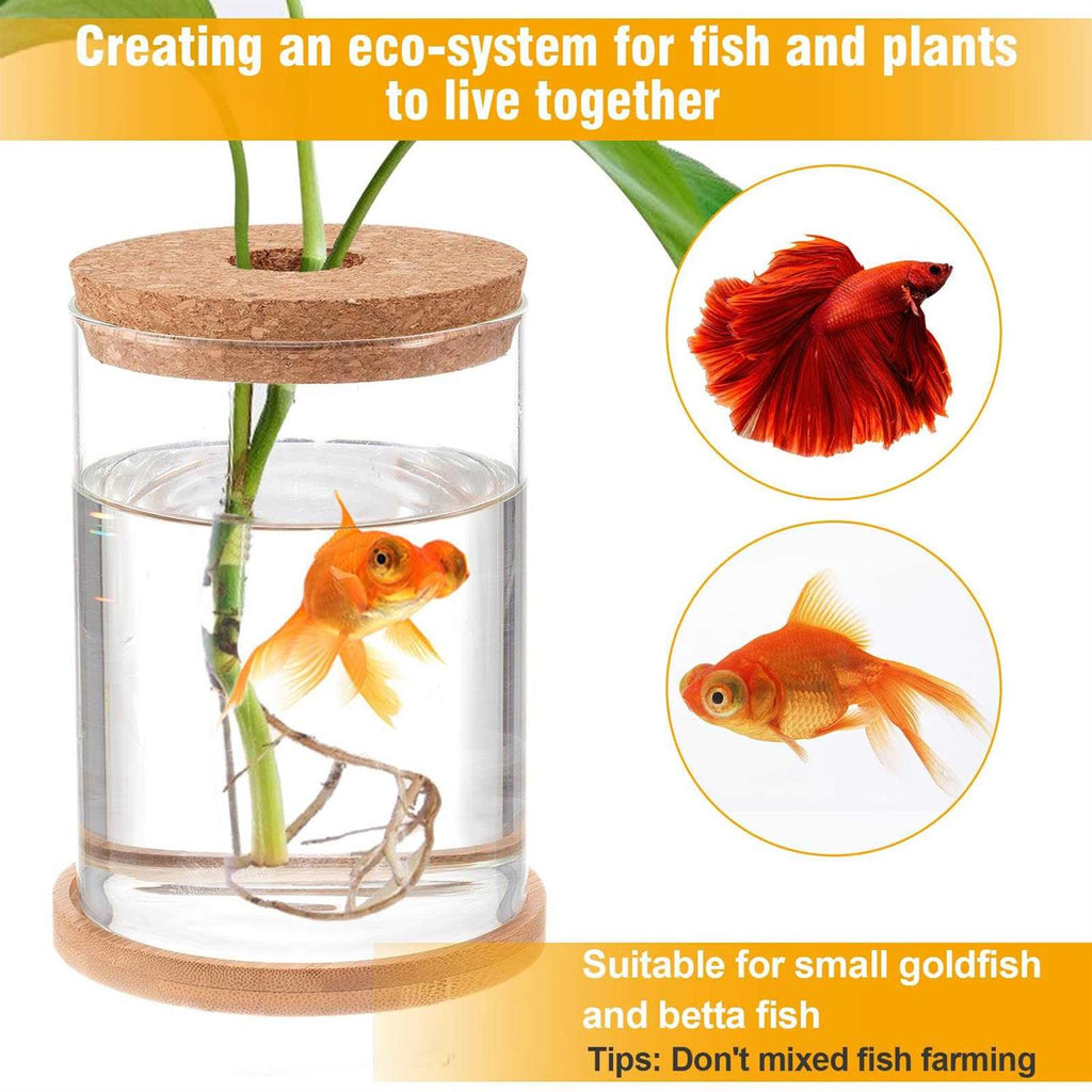 Biggun Betta Fish Tank Mini Glass Aquarium for Hydroponic Plant Terrarium J894153
