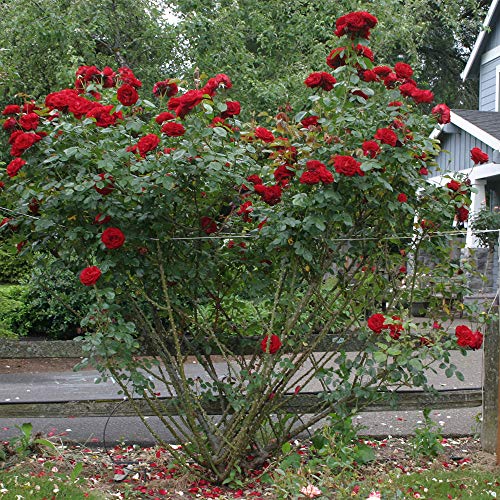 Dublin Bay® Red Rose Bush Climbing Live Plant B998270