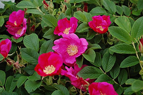 Rosa 'New Dawn' Climbing Rose, Double Blush Pink Flowers, #3 Container H89427