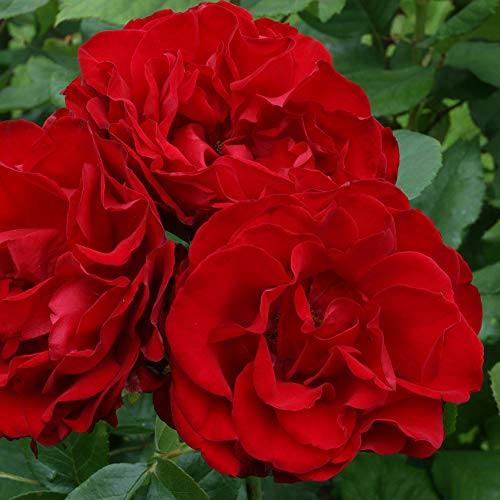 Dublin Bay® Red Rose Bush Climbing Live Plant B998270
