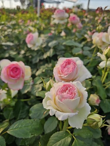 Ma Cherie Roses - Eden Rose Climbing Rose Live Plant, Potted 2 Quart F520753