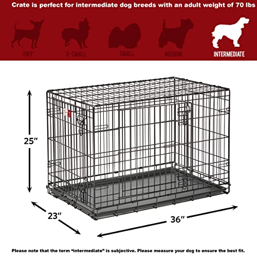 MidWest Homes for Pets Double Door 36-Inch Folding Dog Crate Y75670