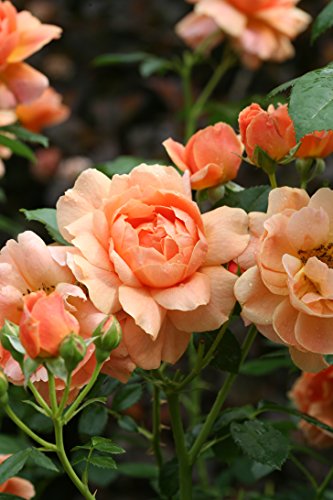 Rosa 'New Dawn' Climbing Rose, Double Blush Pink Flowers, #3 Container H89427
