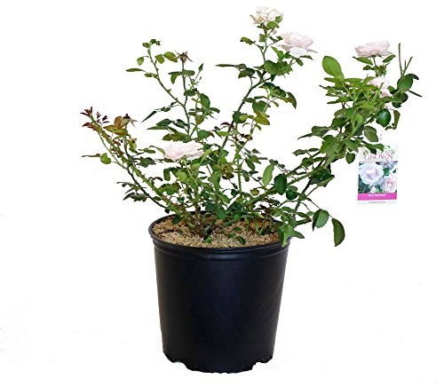 Rosa 'New Dawn' Climbing Rose, Double Blush Pink Flowers, #3 Container H89427