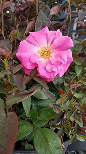 Rosa 'New Dawn' Climbing Rose, Double Blush Pink Flowers, #3 Container H89427