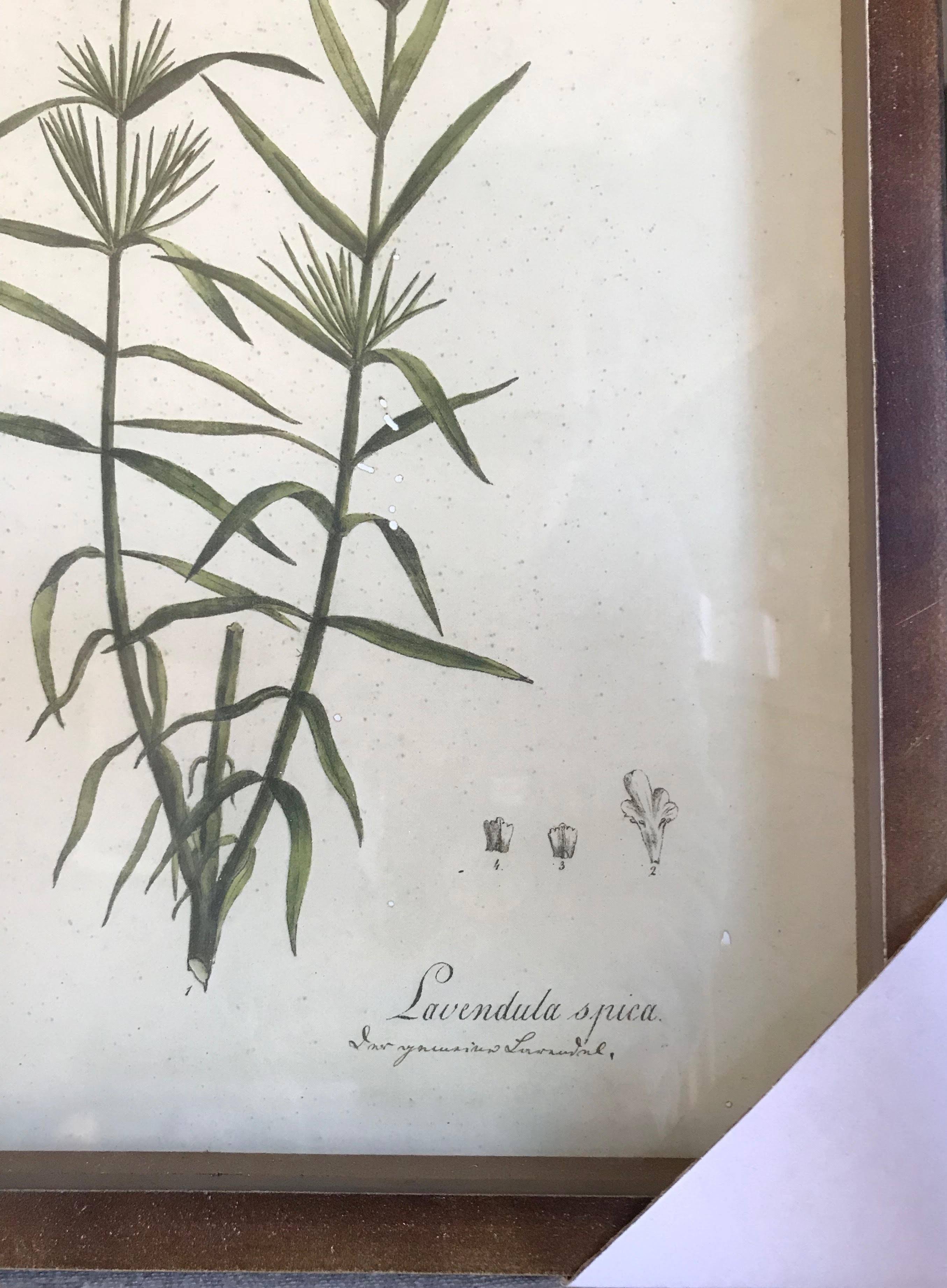 Collected Botanical Prints, Set of 6 N3955