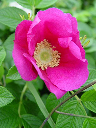 Rosa 'New Dawn' Climbing Rose, Double Blush Pink Flowers, #3 Container H89427