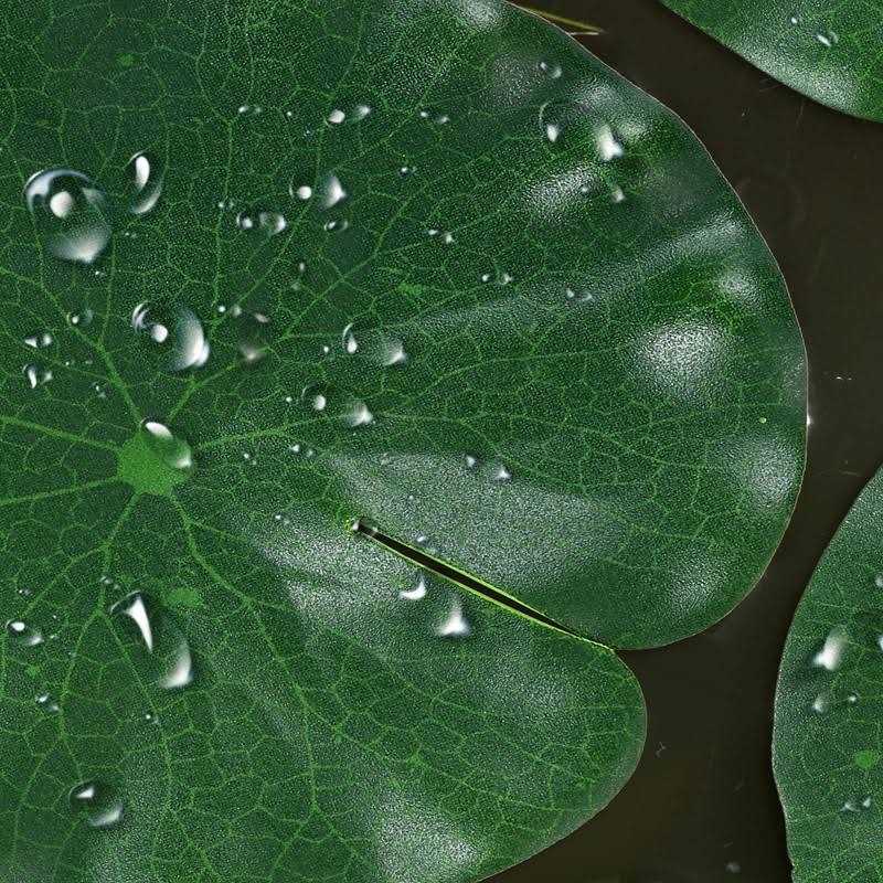 Molain Artificial Lotus Leaves Floating Foam Lily Pads for Pond Aquarium B59062