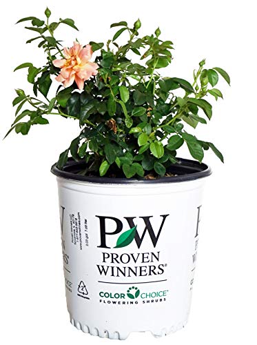 Rosa 'New Dawn' Climbing Rose, Double Blush Pink Flowers, #3 Container H89427