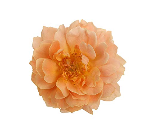 Rosa 'New Dawn' Climbing Rose, Double Blush Pink Flowers, #3 Container H89427