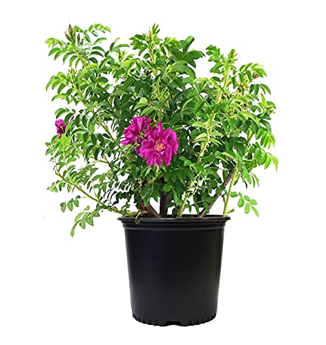 Rosa 'New Dawn' Climbing Rose, Double Blush Pink Flowers, #3 Container H89427