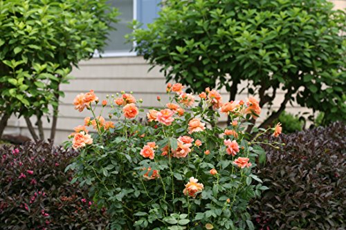 Rosa 'New Dawn' Climbing Rose, Double Blush Pink Flowers, #3 Container H89427
