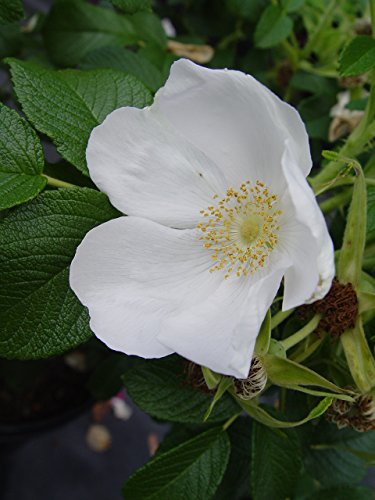 Rosa 'New Dawn' Climbing Rose, Double Blush Pink Flowers, #3 Container H89427
