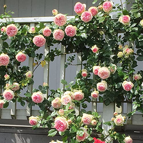 Ma Cherie Roses - Eden Rose Climbing Rose Live Plant, Potted 2 Quart F520753