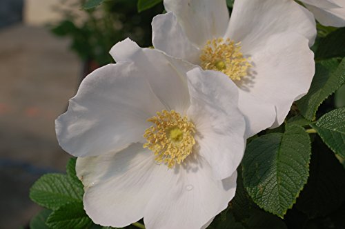 Rosa 'New Dawn' Climbing Rose, Double Blush Pink Flowers, #3 Container H89427
