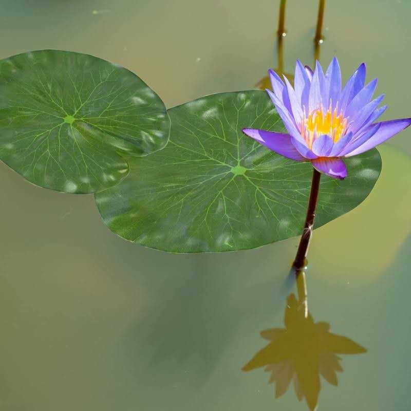 Molain Artificial Lotus Leaves Floating Foam Lily Pads for Pond Aquarium B59062