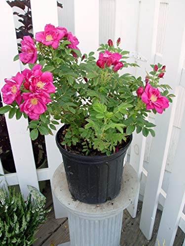 Rosa 'New Dawn' Climbing Rose, Double Blush Pink Flowers, #3 Container H89427