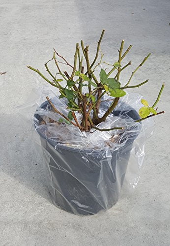 Rosa 'New Dawn' Climbing Rose, Double Blush Pink Flowers, #3 Container H89427
