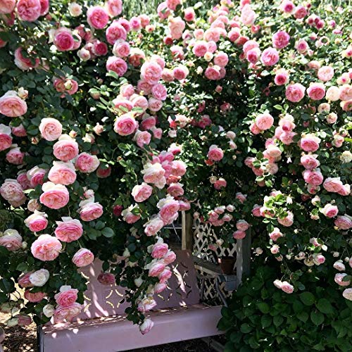 Ma Cherie Roses - Eden Rose Climbing Rose Live Plant, Potted 2 Quart F520753